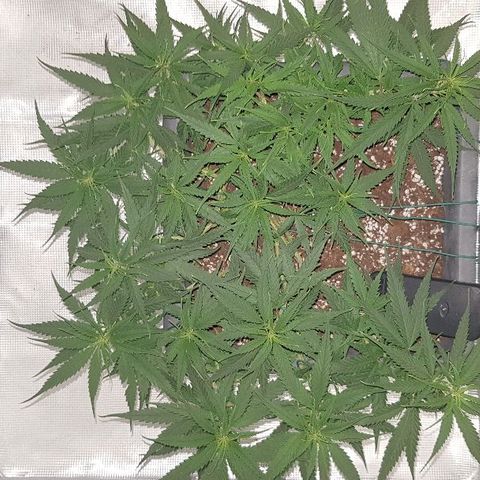Daworka growlog timeline photo
