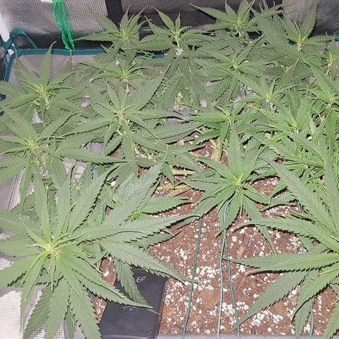 Daworka growlog timeline photo