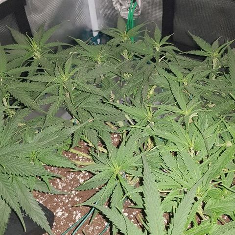 Daworka growlog timeline photo