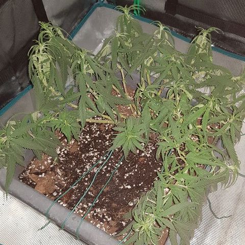 Daworka growlog timeline photo