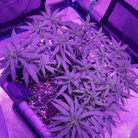 Daworka growlog photo: 4 sata nakon zalijevanja