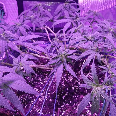 Daworka growlog photo: nakon trimanja i LSTa