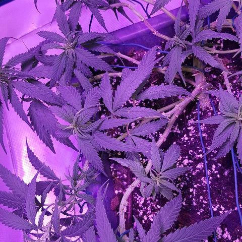 Daworka growlog photo: nakon trimanja i LSTa