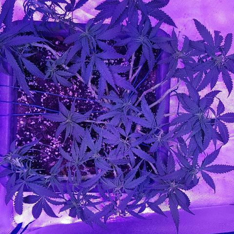 Daworka growlog photo: nakon trimanja i LSTa