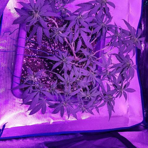 Daworka growlog photo: nakon trimanja i LSTa