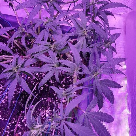 Daworka growlog photo: nakon trimanja i LSTa