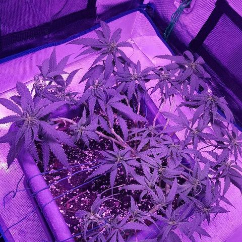 Daworka growlog photo: nakon trimanja i LSTa