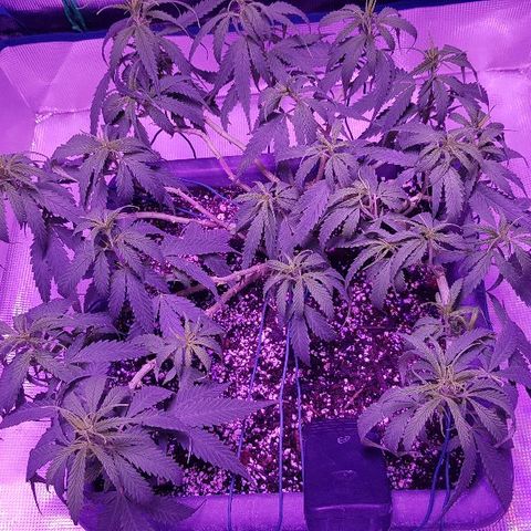Daworka growlog timeline photo