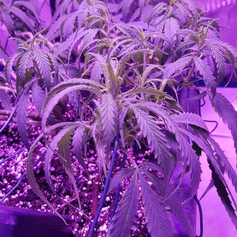 Daworka growlog timeline photo
