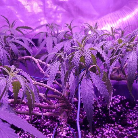 Daworka growlog timeline photo