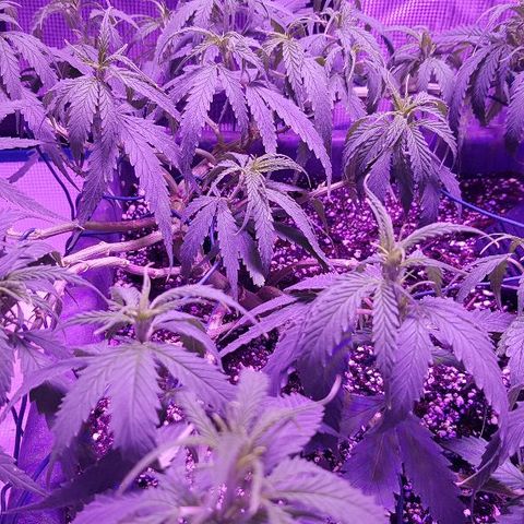 Daworka growlog timeline photo