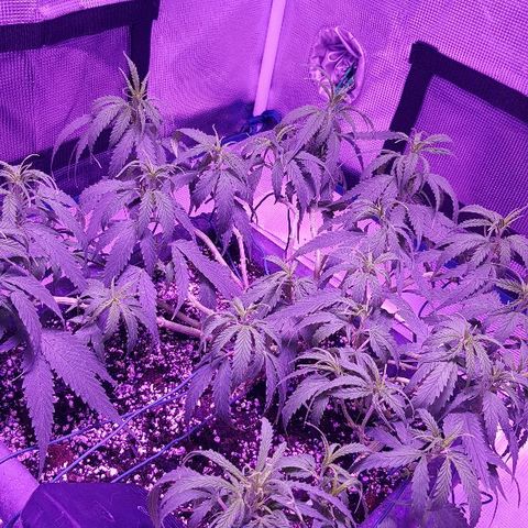 Daworka growlog timeline photo