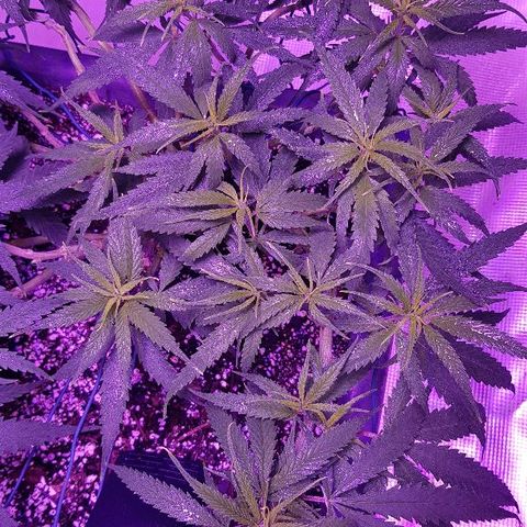 Daworka growlog timeline photo