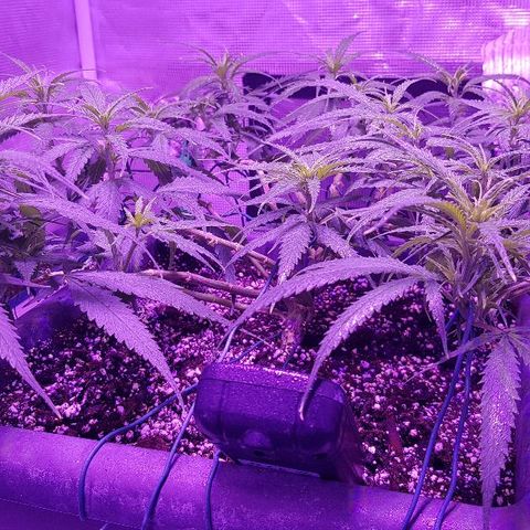 Daworka growlog timeline photo