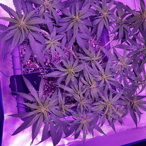 Daworka growlog timeline photo