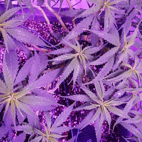Daworka growlog timeline photo