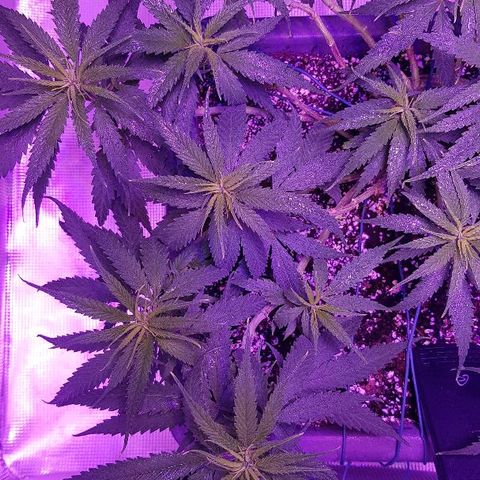 Daworka growlog timeline photo