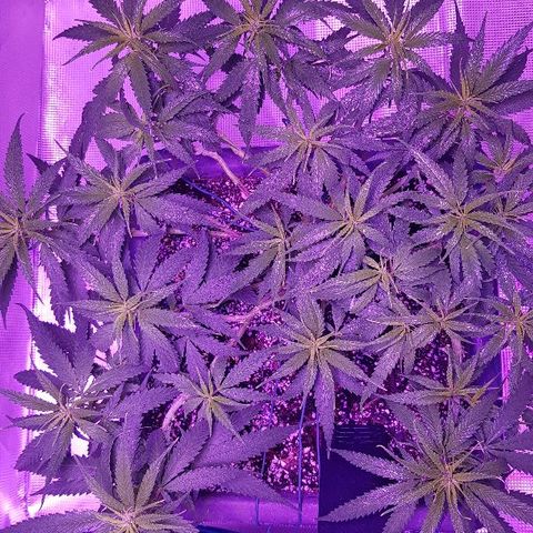 Daworka growlog timeline photo