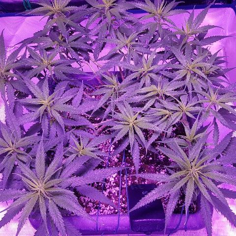 Daworka growlog timeline photo