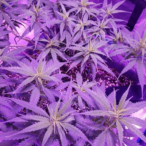 Daworka growlog timeline photo