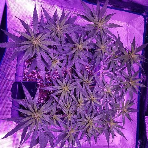 Daworka growlog timeline photo