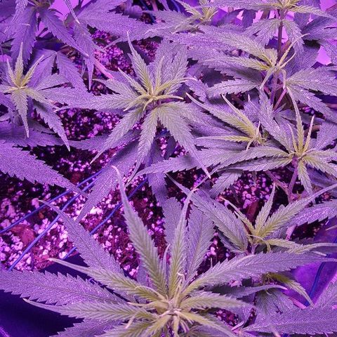 Daworka growlog timeline photo