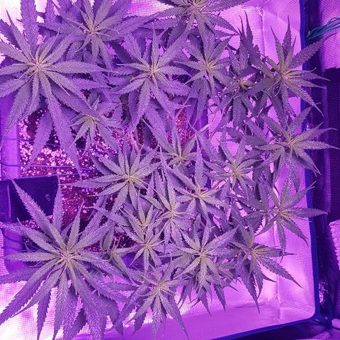 Daworka growlog timeline photo