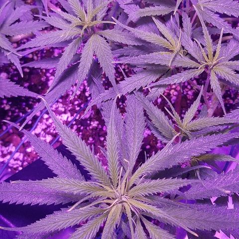 Daworka growlog timeline photo