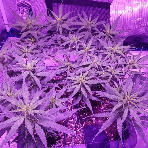 Daworka growlog timeline photo