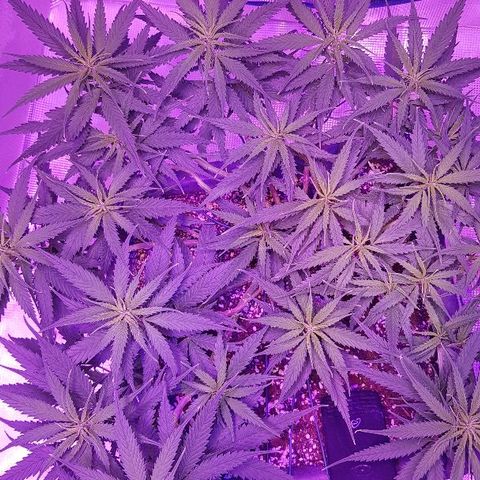 Daworka growlog timeline photo