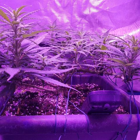 Daworka growlog timeline photo
