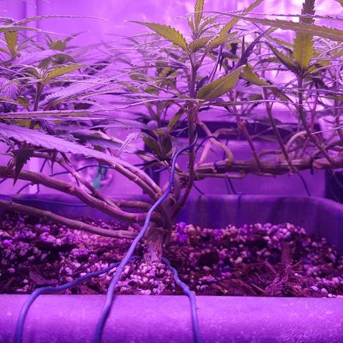 Daworka growlog timeline photo