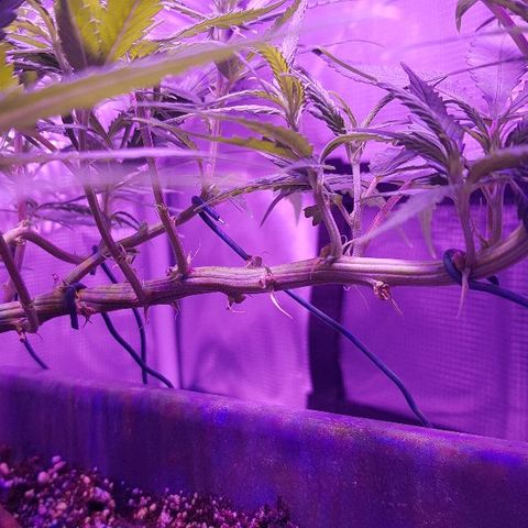 Daworka growlog timeline photo
