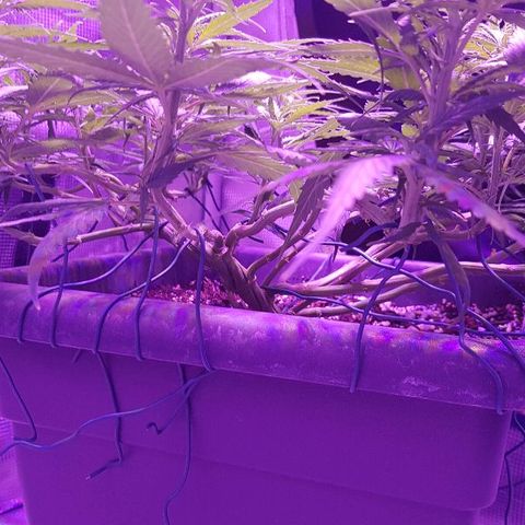 Daworka growlog timeline photo