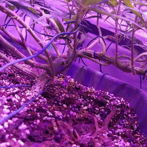 Daworka growlog timeline photo