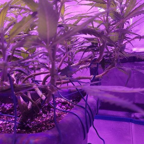 Daworka growlog timeline photo