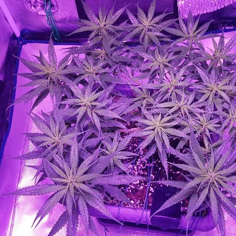 Daworka growlog photo: nakon prvog hranjenja u cvatu