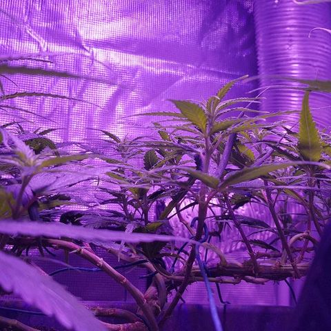 Daworka growlog photo: nakon prvog hranjenja u cvatu