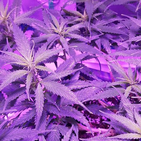 Daworka growlog photo: nakon prvog hranjenja u cvatu
