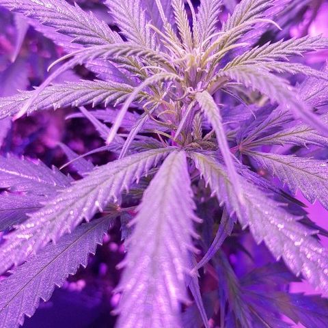 Daworka growlog photo: nakon prvog hranjenja u cvatu