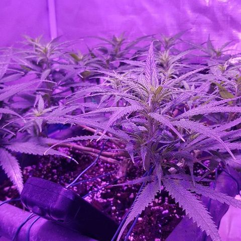Daworka growlog photo: nakon prvog hranjenja u cvatu