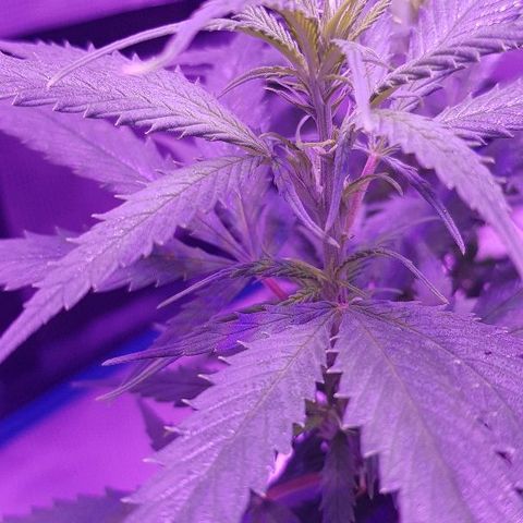 Daworka growlog photo: nakon prvog hranjenja u cvatu