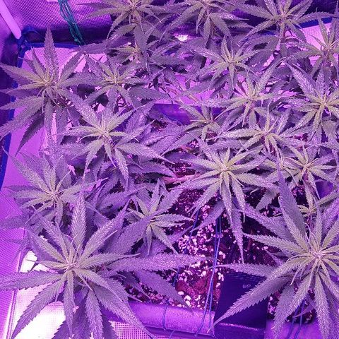 Daworka growlog photo: nakon prvog hranjenja u cvatu