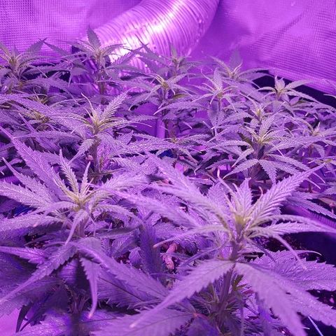 Daworka growlog photo: nakon prvog hranjenja u cvatu