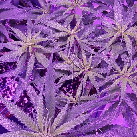 Daworka growlog photo: nakon prvog hranjenja u cvatu