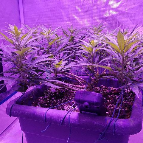 Daworka growlog timeline photo