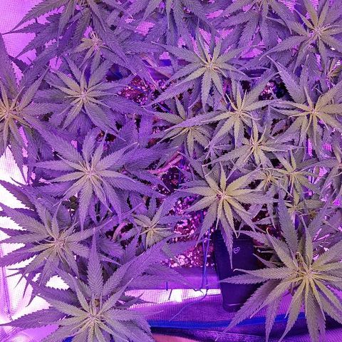 Daworka growlog timeline photo