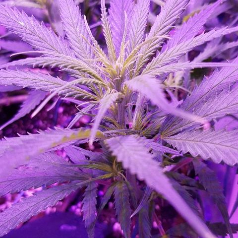 Daworka growlog timeline photo