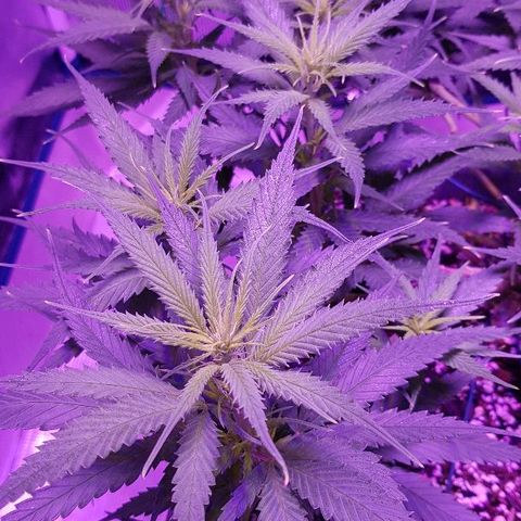 Daworka growlog timeline photo