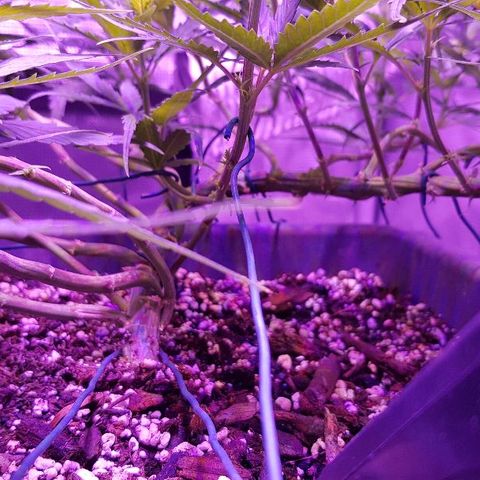 Daworka growlog timeline photo